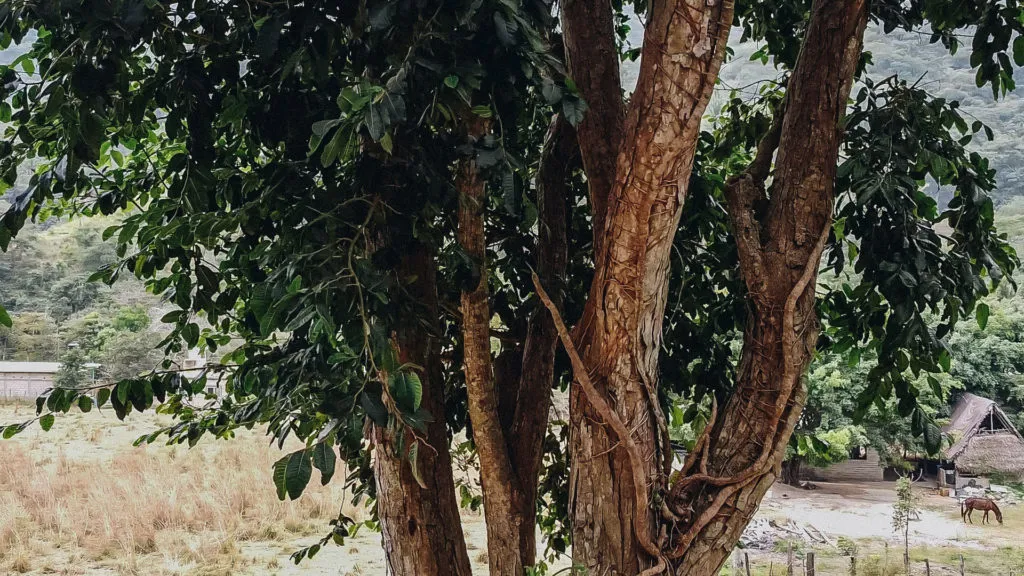 Still from Searching for Capomo — capomo 1 2