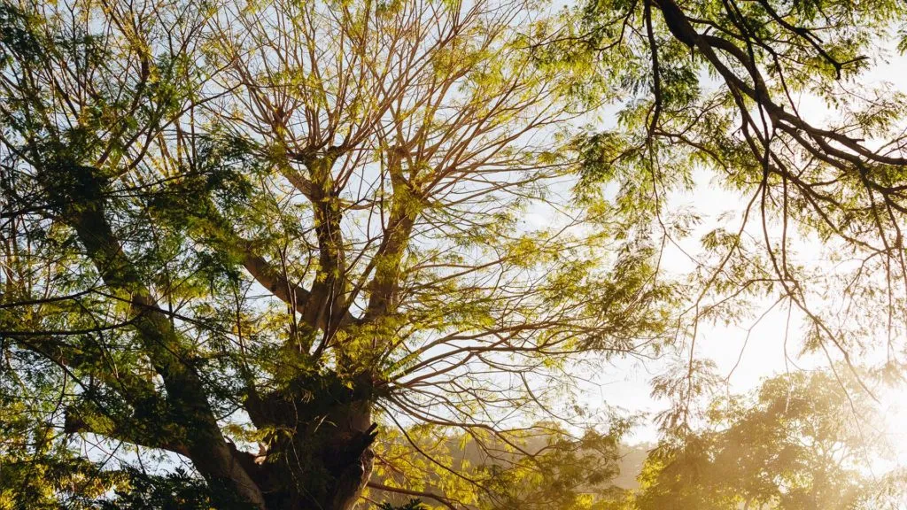 Still from Searching for Capomo — Yelapa