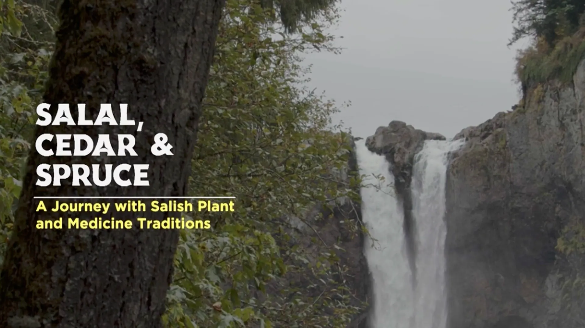 Salal, Cedar and Spruce poster