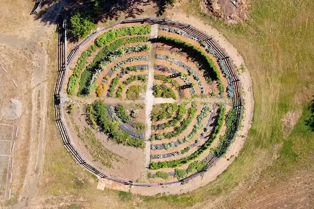 Salish plant and medicine traditions